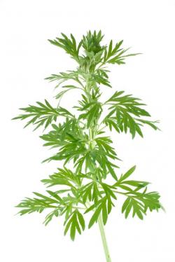 Pelyněk brotan (Artemisia abrotanum)