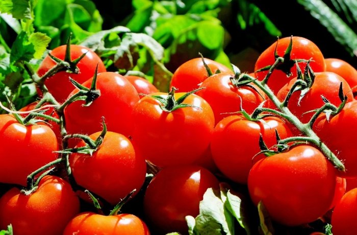 Co s nadměrnou úrodou rajčat?